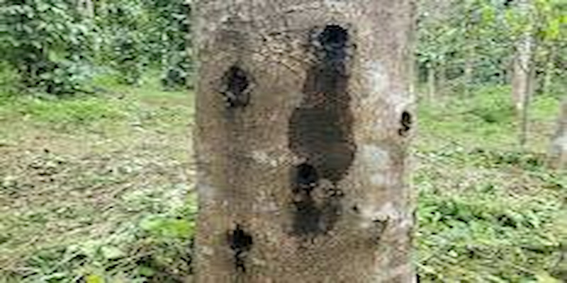 tat-ca-cong-dung-cua-cay-gio-bau-trong-doi-song
