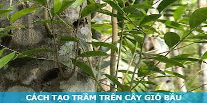 nhung-cau-hoi-thuong-gap-ve-cay-gio-bau-ma-ban-nen-biet